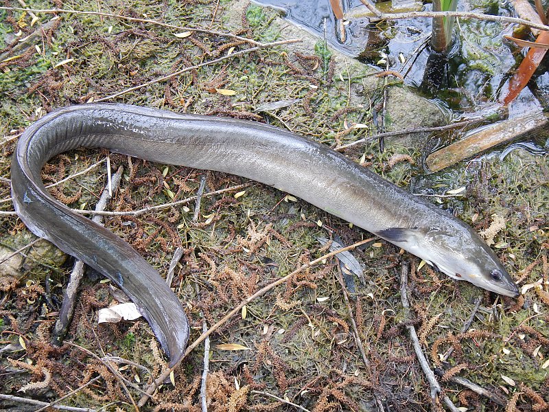 Europäischer Aal aus dem Montiggler See