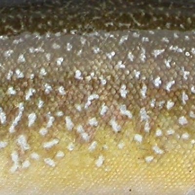Körperzeichnung der Marmorierten Forelle