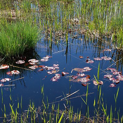 Pflanzenreiche Flachwasserzone am Kalterer See